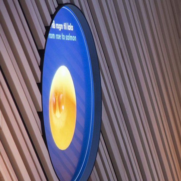 Thumbnail for Laksens livssyklus utstilling i Hardanger Akvasenter image